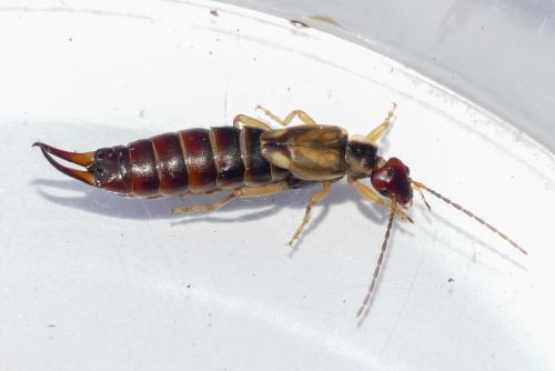 Forficula auricularia